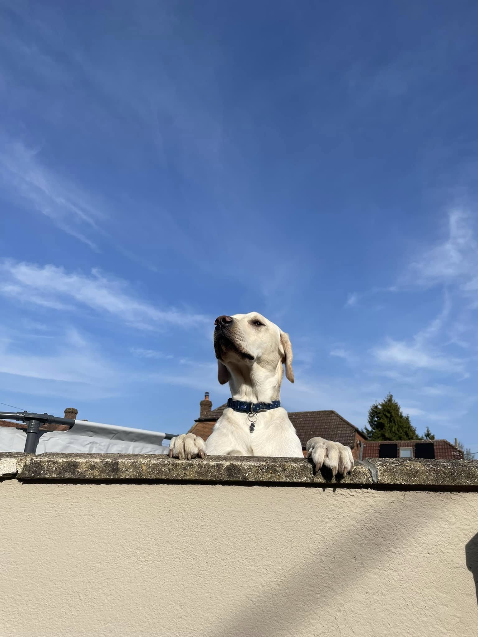 Dogs relaxing at Poddington Cottage